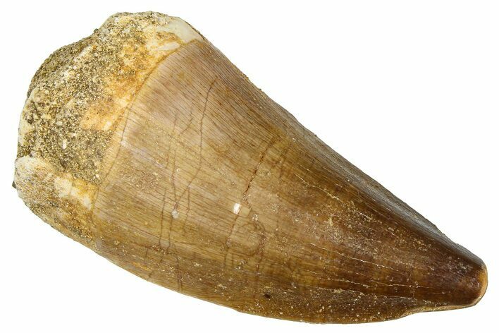 Fossil Mosasaur (Thalassotitan) Tooth - Morocco #374590